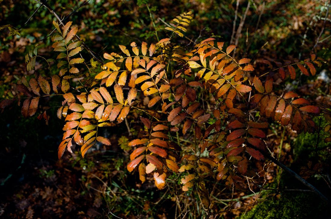 Ardèche, une plante touffue locale aux feuilles orangées emplie le cadre, lumière chaude, dans les bois
